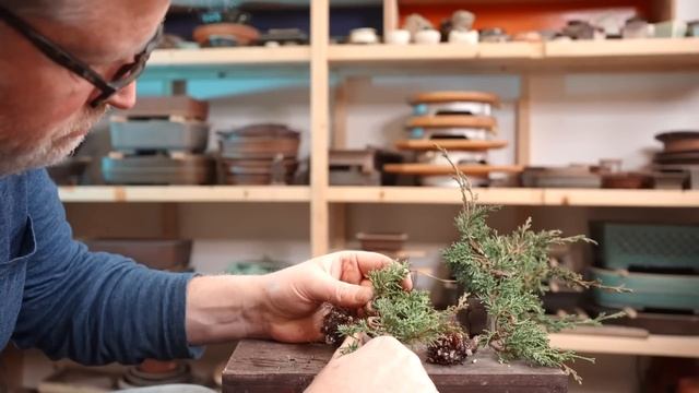Bonsaify | Making Mame Magic: Juniper Cascades смотреть онлайн