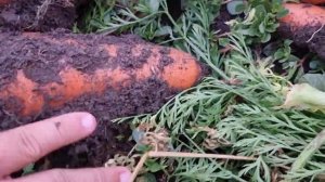 Морковь Абако, июль 2023.