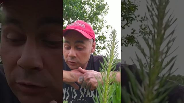 Знакомство с Мишаней Тараканом. Старый погост. смотреть онлайн