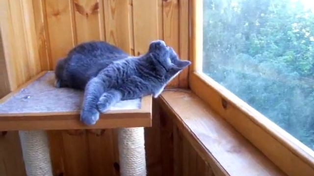 Британский котёнок голубого окраса. Питомник Ridolina. смотреть онлайн