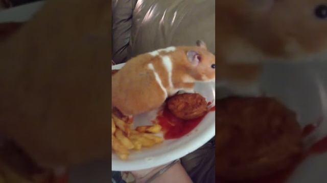 Friends Hamster. :) смотреть онлайн