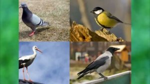 Мультик Презентация птиц и их пение