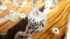 Муравьи и Туркменские Тараканы. Паук и муравьи - запрещенное видео!