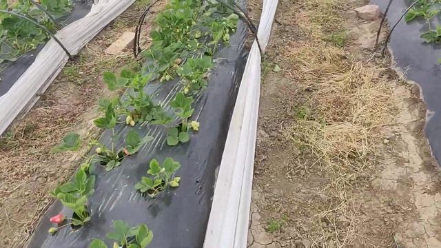 Созревание клубники, скоро будут первые сборы ягоды! Ветер выдувает влагу буквально за пару дней! смотреть онлайн