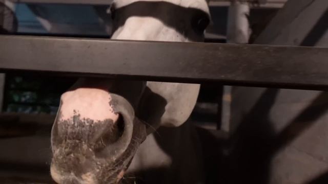 KITTENS FOUND LIVING IN A BUSH! DID WE CATCH THEM?! смотреть онлайн