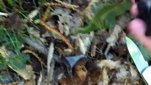 Cueillette Trompettes de la mort & Cèpes dans le 06 смотреть онлайн