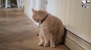 4 особенности по уходу за британской короткошерстной кошкой