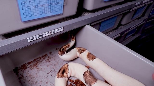 The 4 Stages of Shedding (Ball Pythons) смотреть онлайн