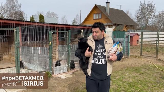 Чем кормить породу схипперке // #приВЕТАХМЕД смотреть онлайн