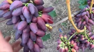 УЛЬТРАРАННИЕ СОРТА винограда 2022 года (часть 4): Зевс, Абрикосовый, кишмиш Яся, Розмус…