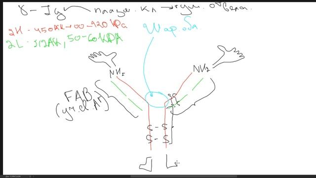 Иммунология. Учение об Антителах. Строение. Классификация по изотипу. смотреть онлайн
