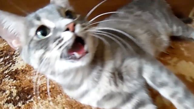 Кот дышит как собака. смотреть онлайн