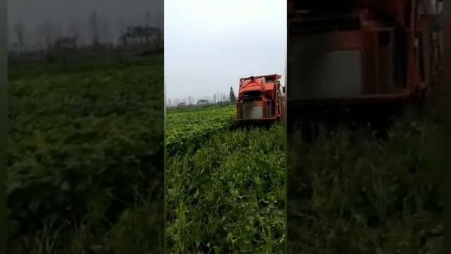 China made Edamame, Green Bean, Green Soybean Harvester смотреть онлайн