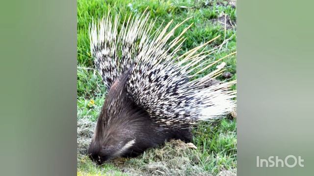 Бабушкины сказки смотреть онлайн