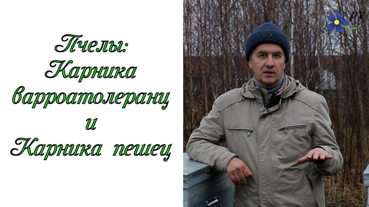 Пчелы карника пешец и карника варроатолеранц смотреть онлайн