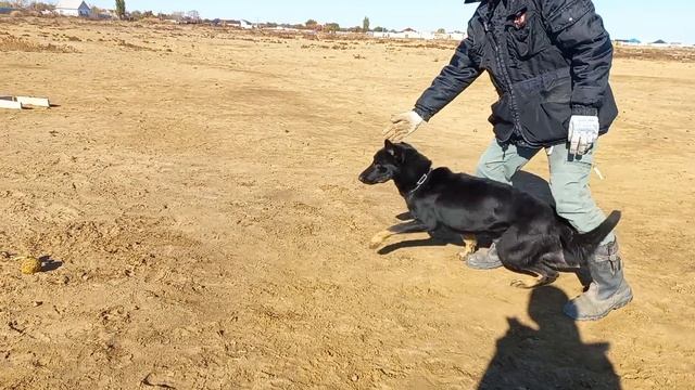 Как научить команде отвернись? Какие хитрости я использую? смотреть онлайн