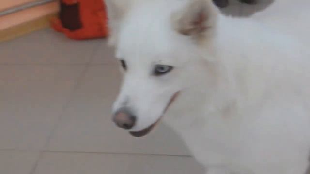 Выставка собак Рождественские встречи Комсомольск смотреть онлайн