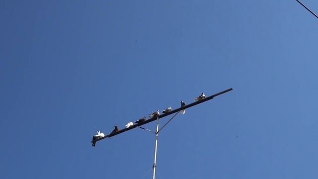 Николаевские голуби. Для кого мы держим голубей? смотреть онлайн