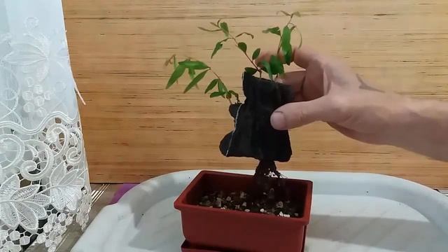Гранат на пне бонсай смотреть онлайн