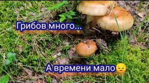 Заехали в лес на полчасика. Грибы есть, а времени нет 😔.