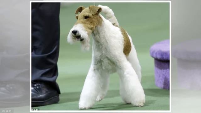 King the Wire Fox Terrier Claims Best in Show at 2018 Beverly Hills Dog Show смотреть онлайн