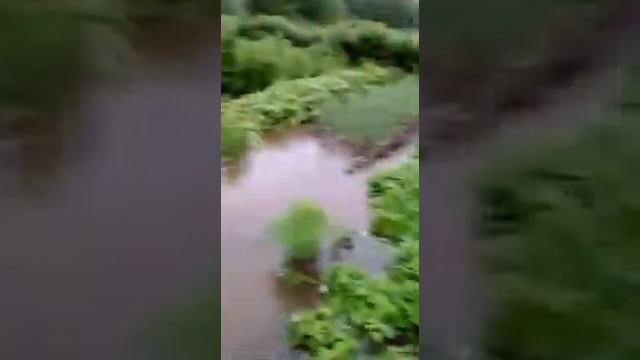 Амурская область зейский район с овсянка 2019год