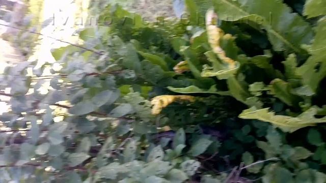 Хрен Обыкновенный смотреть онлайн