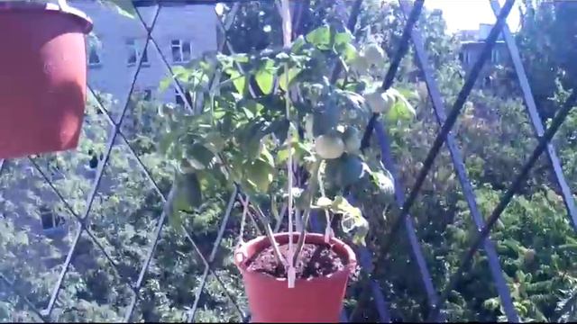 Кусочек лета. Мой балкон смотреть онлайн