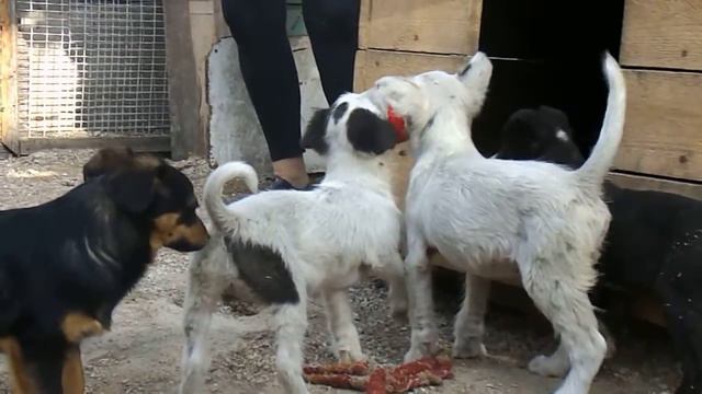 Щенки приюта смотреть онлайн