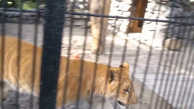 потомство лигра НОВОСИБИРСК 08,2013 смотреть онлайн