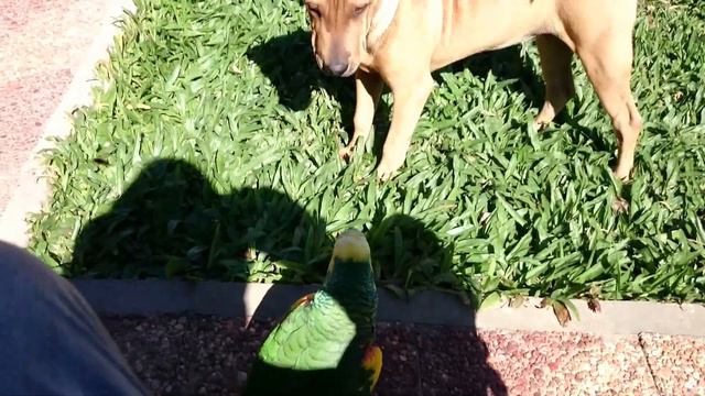 Ataque de Sharpei a Loro Salvaje смотреть онлайн