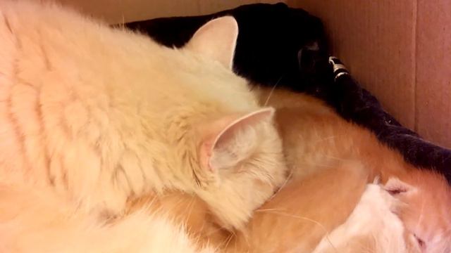 Кошка умывает котят смотреть онлайн