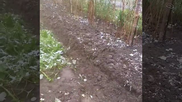 Посадка малины осенью.Сибирь 7 октября 2020. смотреть онлайн