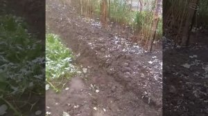 Посадка малины осенью.Сибирь 7 октября 2020.