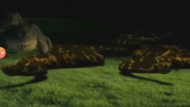 MEGA PYTHON VS GATOROID / MUSIC VIDEO смотреть онлайн