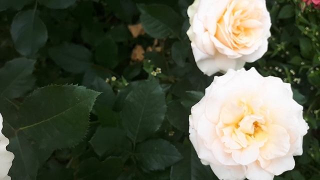 РОЗА САН СУСИ ???ЛЮБЛЮ ВСЕ ИТАЛЬЯНСКОЕ ☝️????.... смотреть онлайн