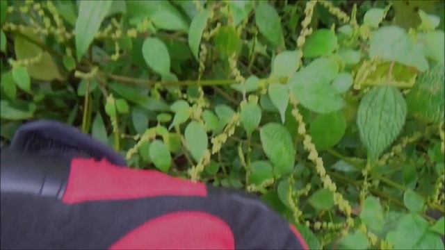 Lunduk Nettle (Boehmeria Clidemioides)