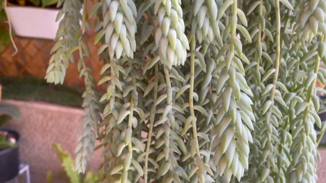 How to grow and care Sedum Plant (Hindi) | 5 year old Sedum Plant | Bageecha Bliss | Easy Gardening смотреть онлайн