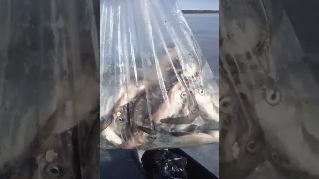 рыбалка озеро свирь беларусь 18.03.2018 смотреть онлайн