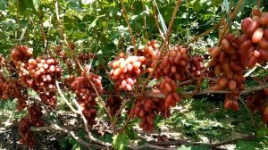 виноград 2019  виноград Капелюшного Сенсация