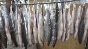 КАК ВЯЛИТЬ РЫБУ, Вкусно, Плотва, Чебак, Вобла,Елец, Сушёная рыба,закуска к пиву,