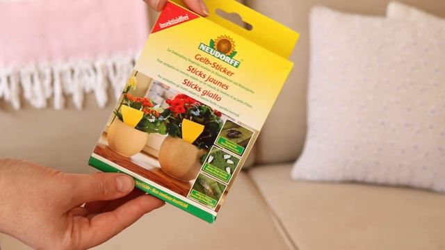 PLANT HAUL - Plantes rares et communes, haul plantes d'intérieur | mes derniers achats en jardineri смотреть онлайн