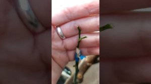 Как привить апельсин.