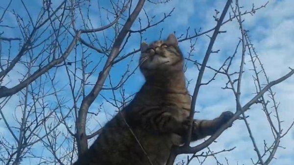 Кот Яша лазит по дереву