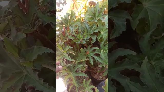 Begonia murah / wa : 088802679087 / IG @marwahklaten @kebunhamzah смотреть онлайн