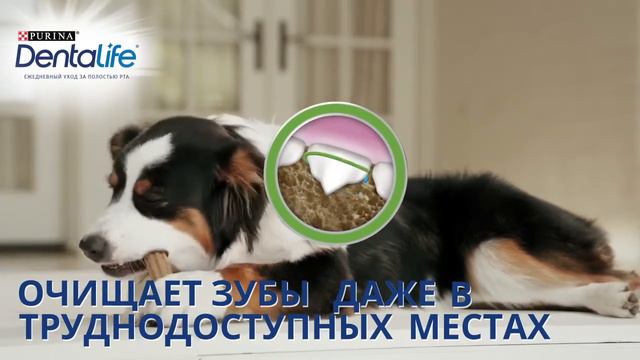 Лакомства DentaLife (ДентаЛайф) смотреть онлайн