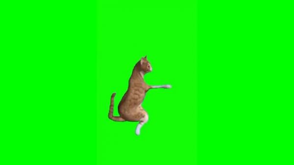 футажи котов. mp4