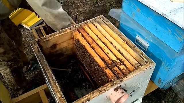 Можно ли отправлять пчел в зиму на канди? Весенний осмотр. Оцениваю силу семьи смотреть онлайн