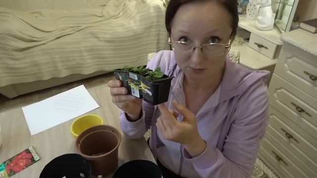 Домашнее видео. Пикирую дихондру - ампельное симпатичное растение для кашпо. смотреть онлайн