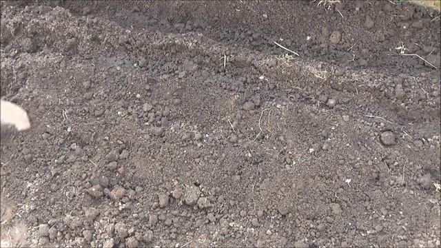 Сеем РЕДИС. Семена на ленте - это ТАК удобно! смотреть онлайн